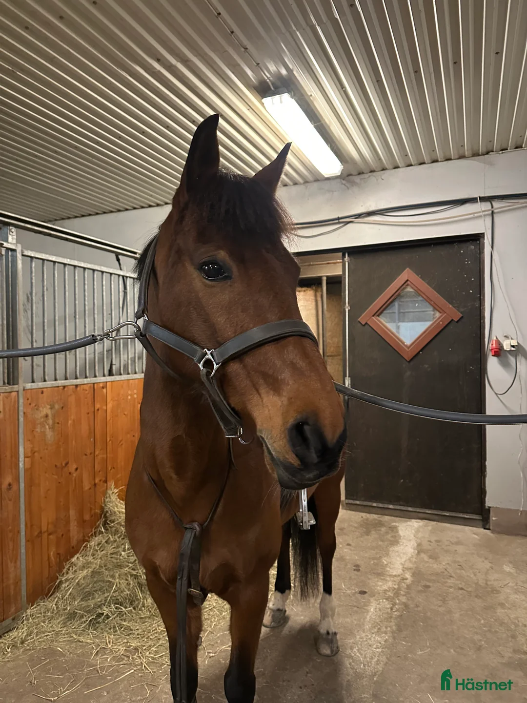 Allround hästar till salu:   **Pigg och arbetsglad allroundponny!** - Annons 1