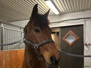 Allround hästar till salu: **Pigg och arbetsglad allroundponny!** - Annons 2