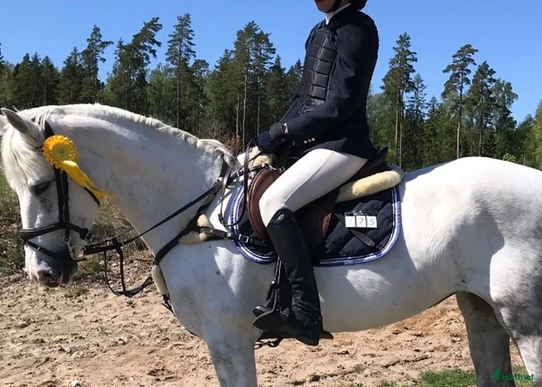 Schabrak & Vojlockar hästutrustning till salu: Equiline schabrak  - Annons 1