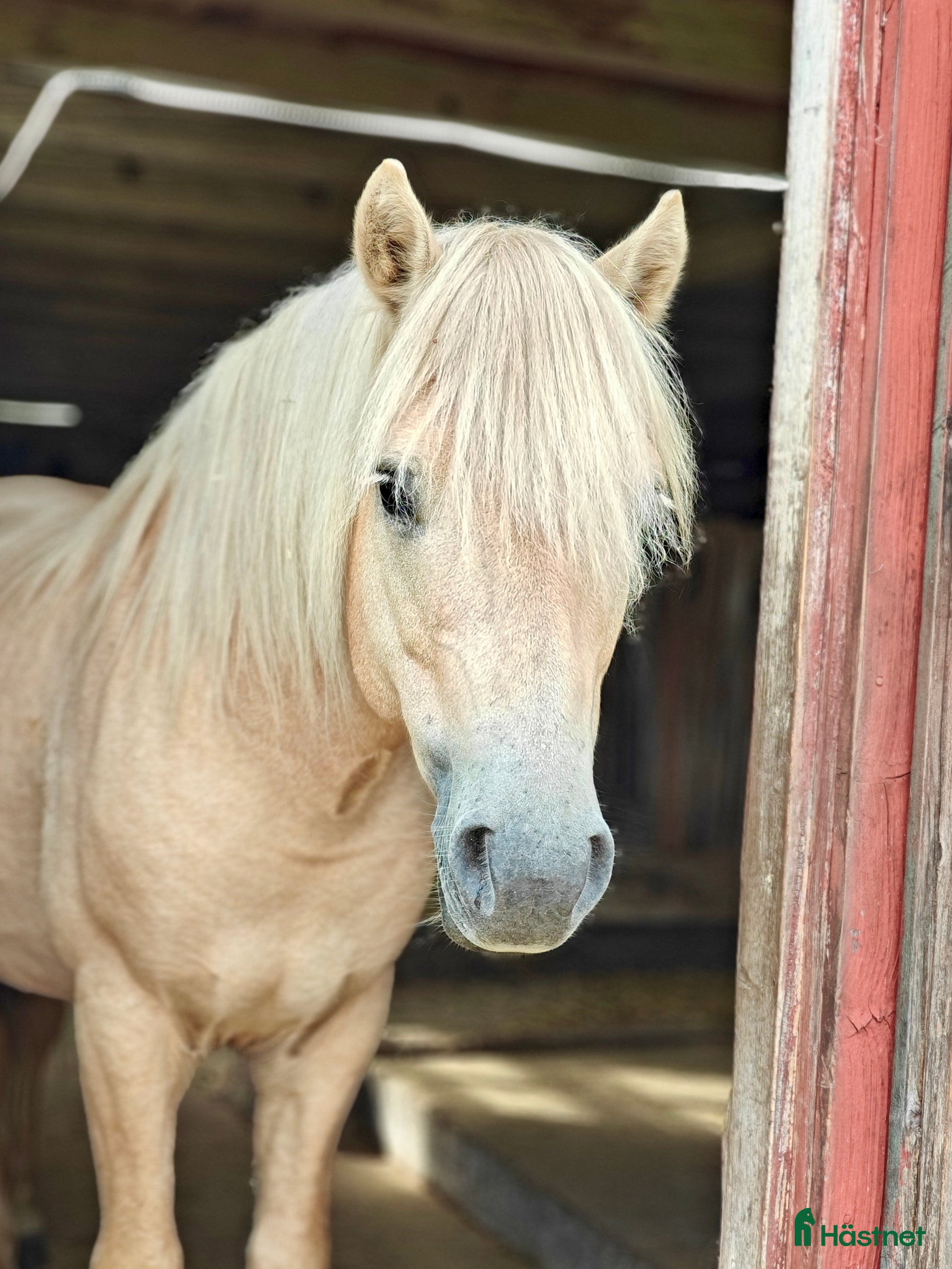  hästar Xanté KL 752 i Holsljunga - Annons 13