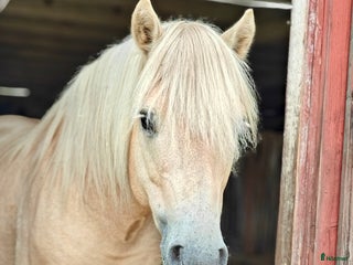 hästar Xanté KL 752 i Holsljunga - Annons 12