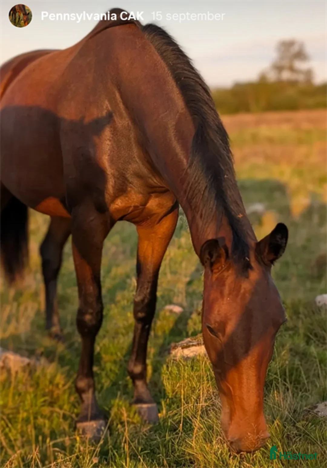 Hoppning hästar till salu: Sto e.Newton VDL i Falköping - Annons 1