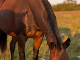 hästar Sto e.Newton VDL i Falköping - Annons 4