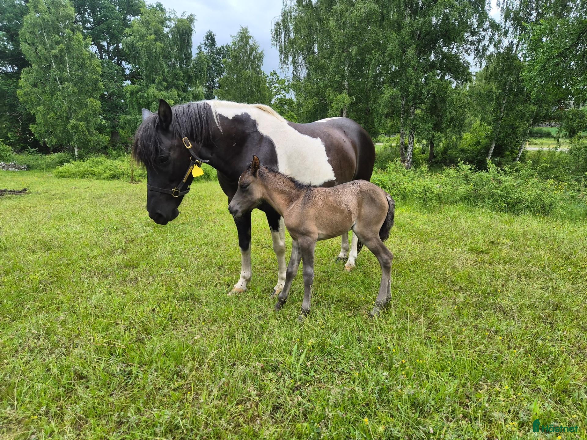  hästar Dräktigt sto med föl  - Annons 10