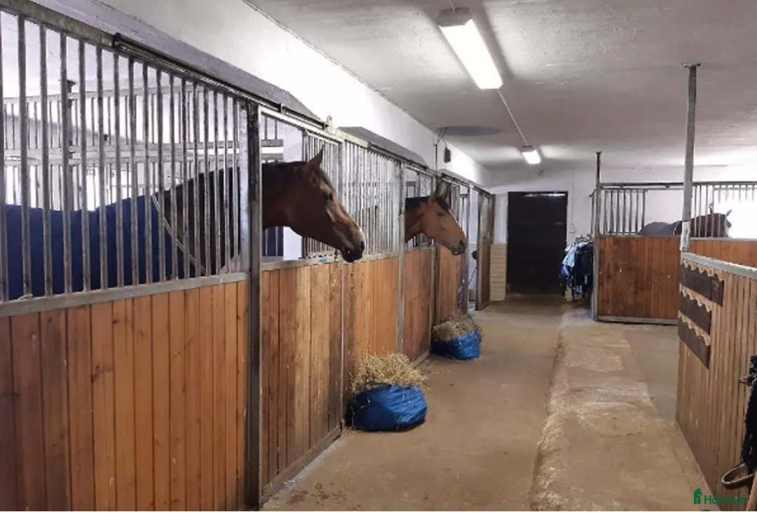  stallplats finnes: Boxplatser Helsingborg i Gantofta - Annons 1