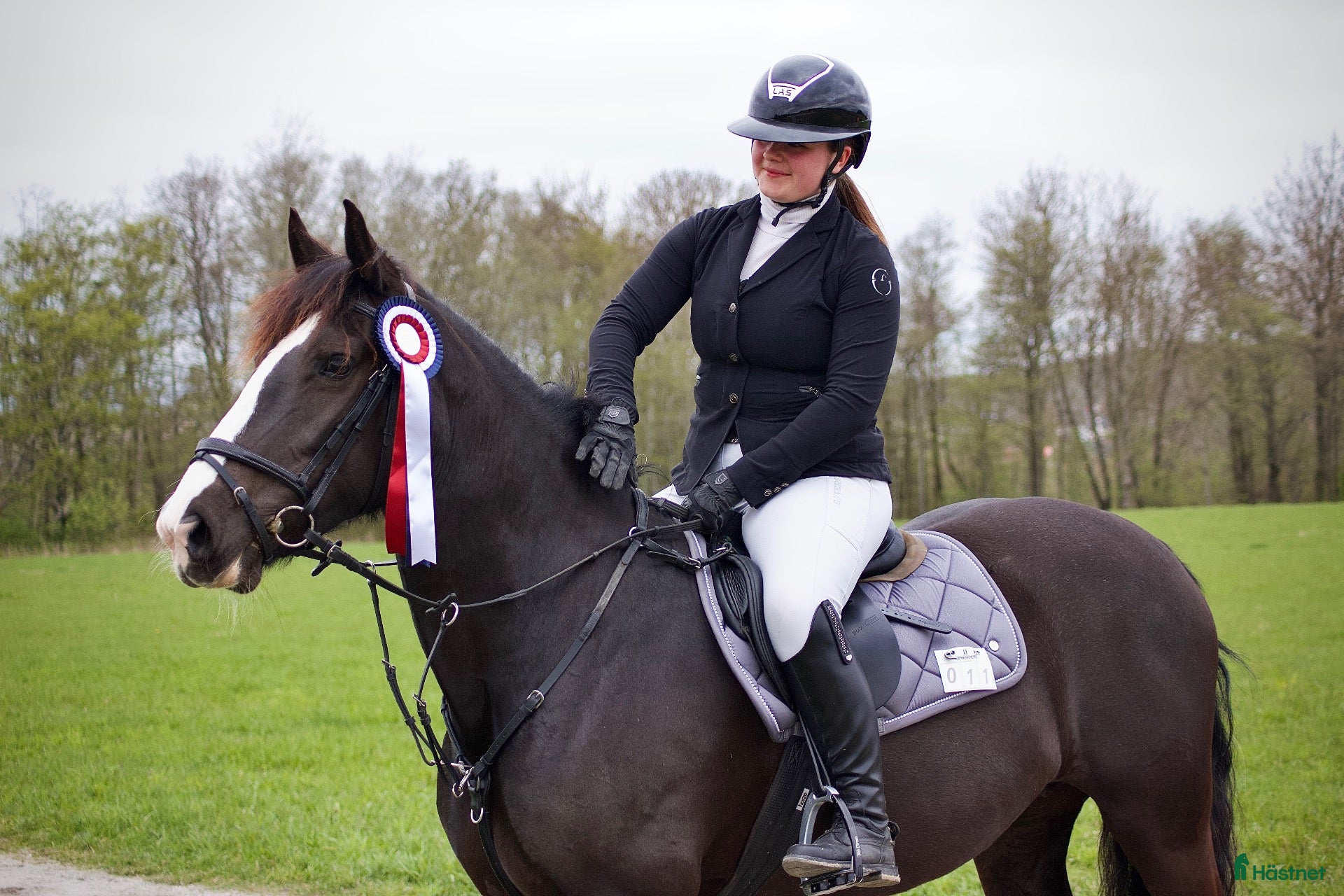  hästar Irsk sportsponni selges! Allround!  - Annons 23