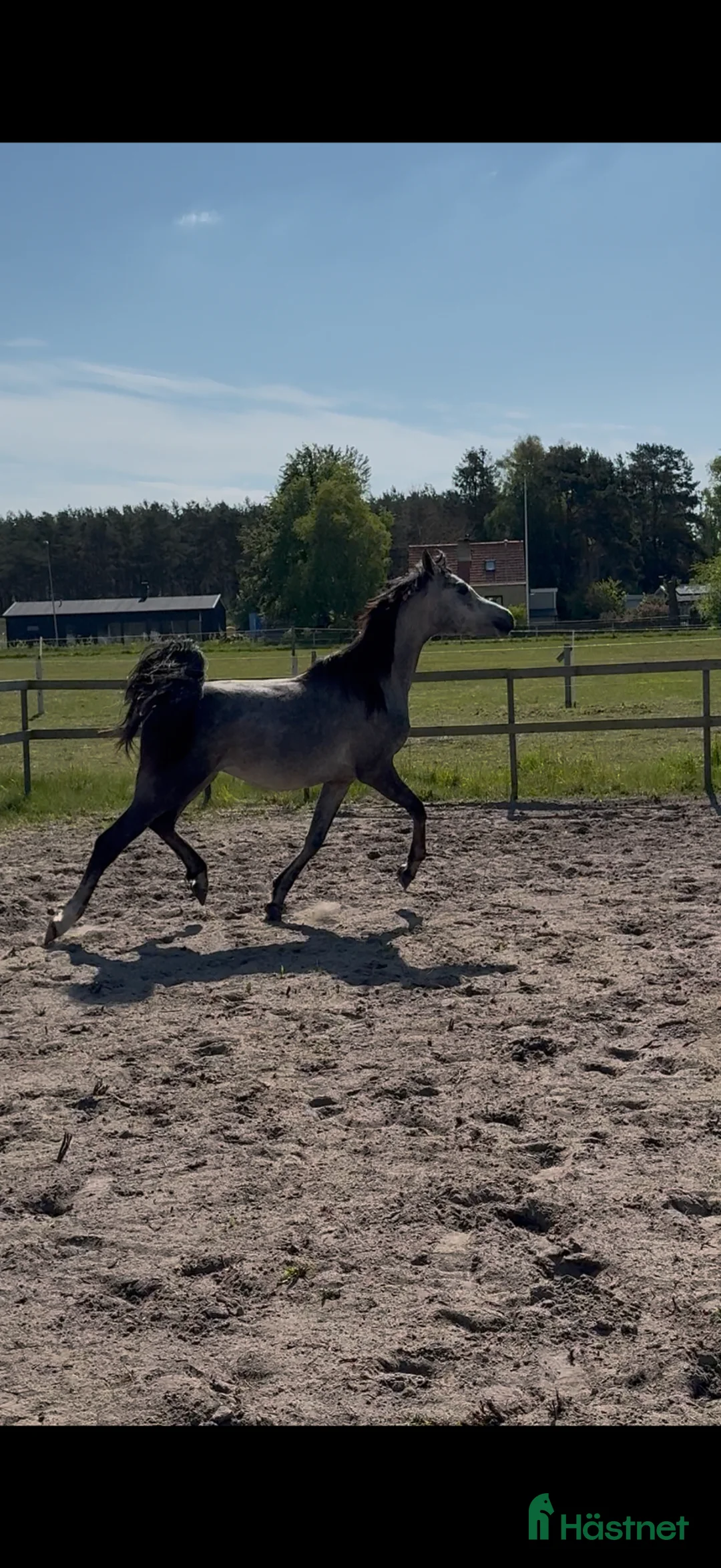 Övrigt hästar till salu: Arabhingst med Topstam från känt stuteri i Belgien - Annons 2
