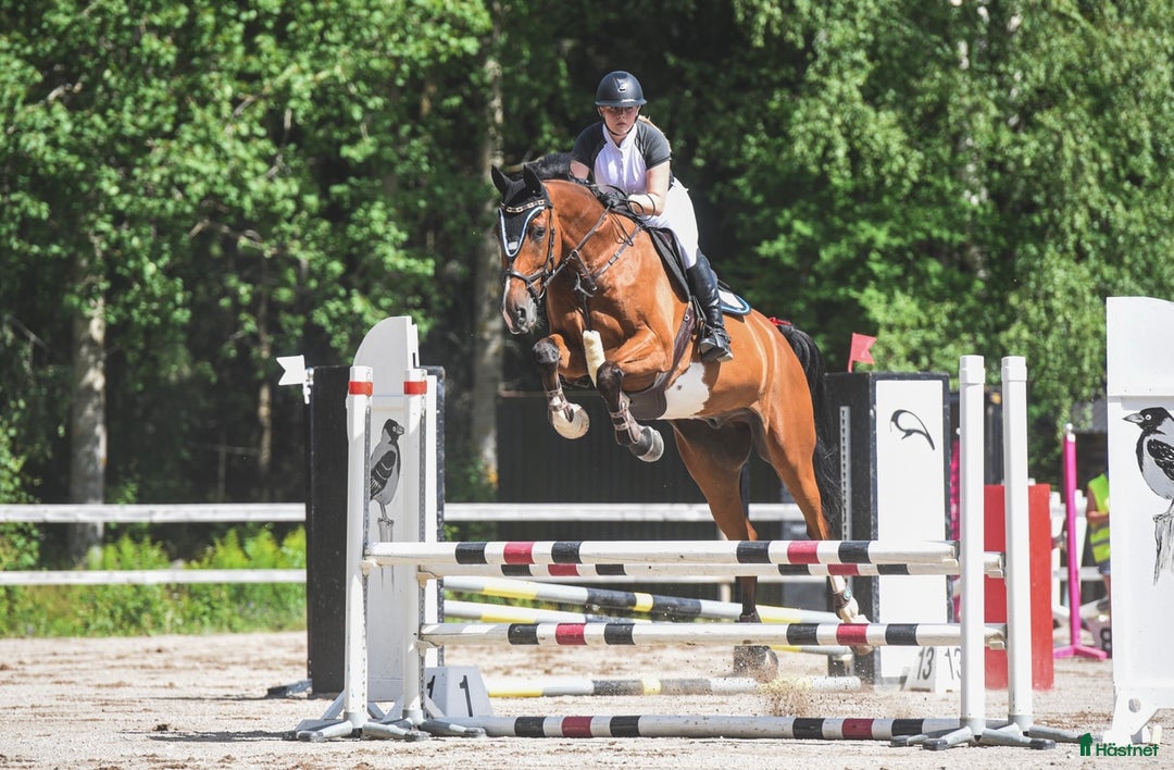 Hoppning hästar till salu: Hopp/fälttävlanshäst med allt man söker! 🌟 i Rättvik - Annons 2