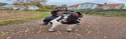Island hästar till salu: Projekthäst - Annons 2