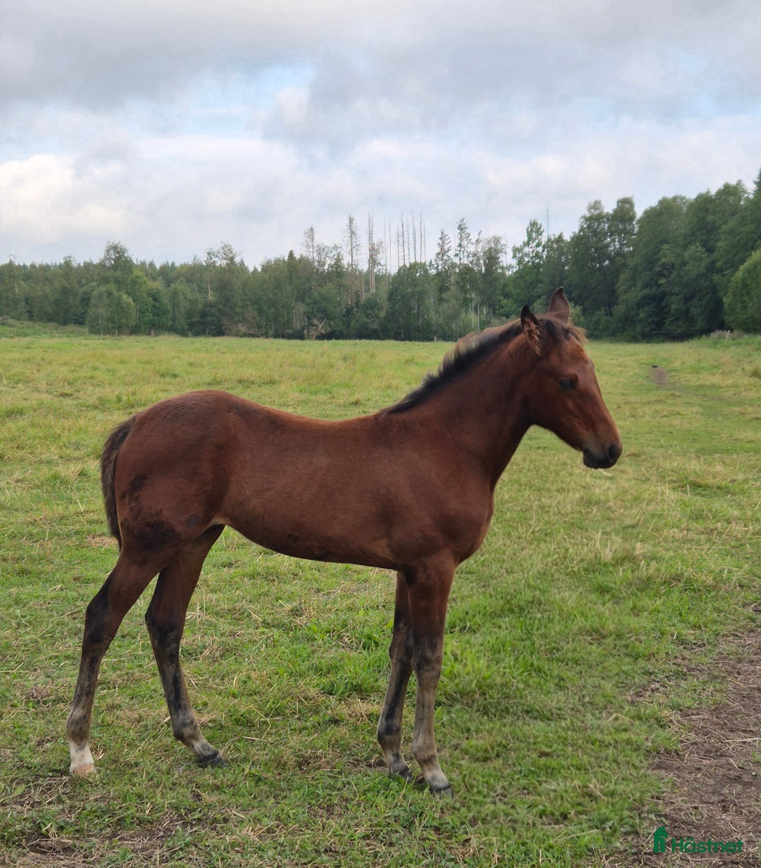 Trav hästar till salu: Årsföl  i Vikarbyn - Annons 6