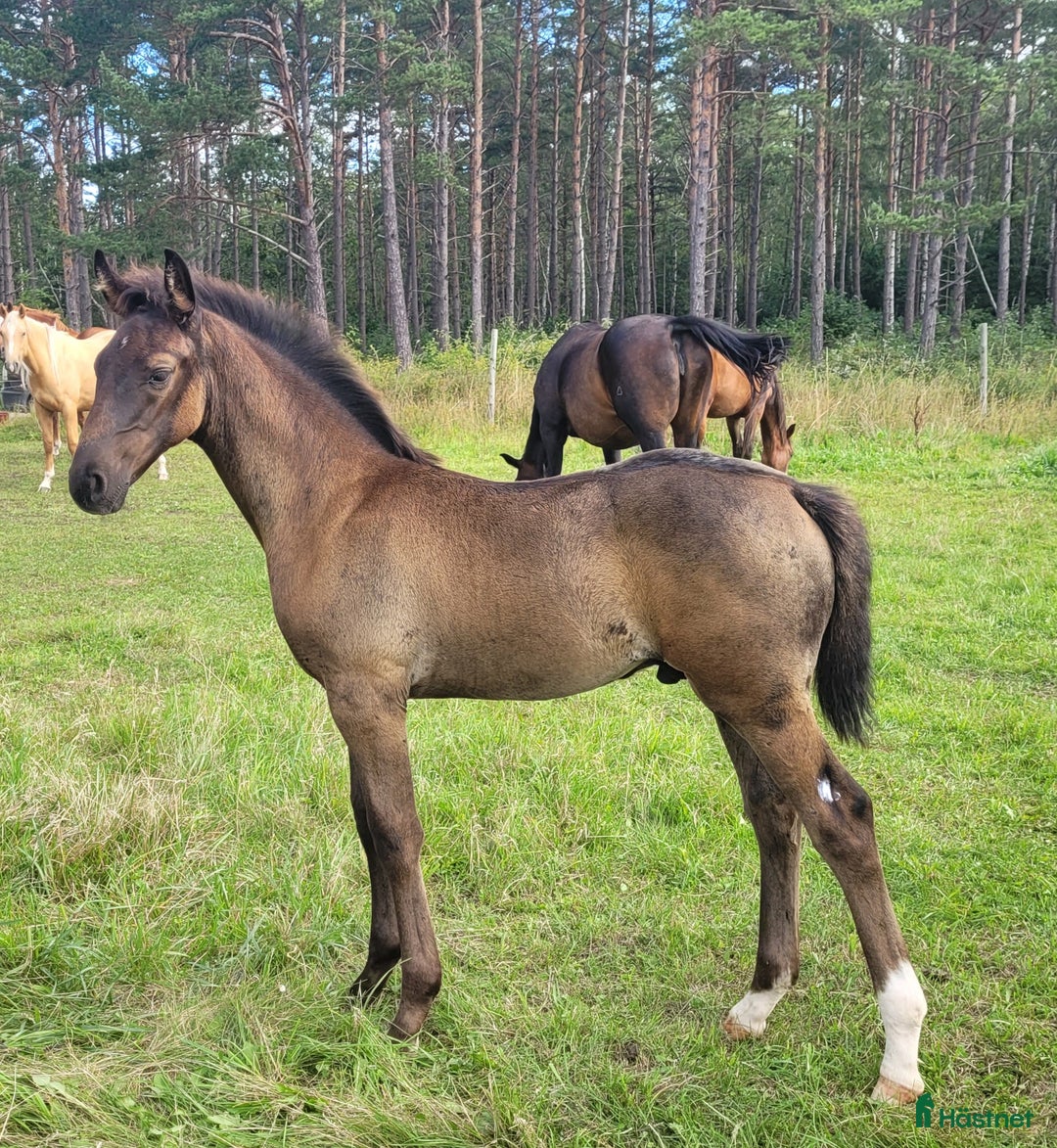 Allround hästar till salu: Vacker högrest hingst i Hemse - Annons 3