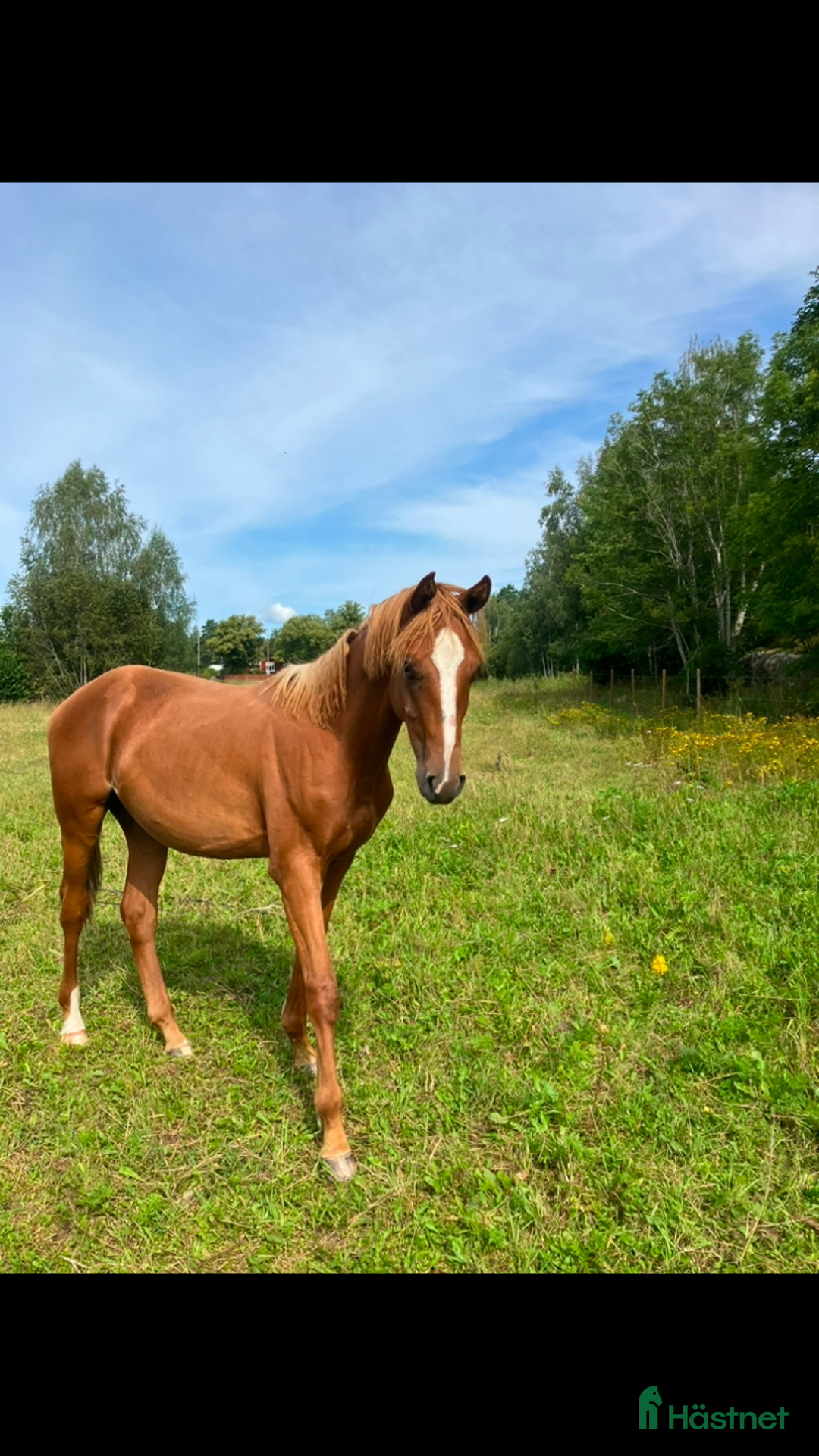 Hoppning hästar till salu: 2 åring SWB valack  i Hultsfred - Annons 4