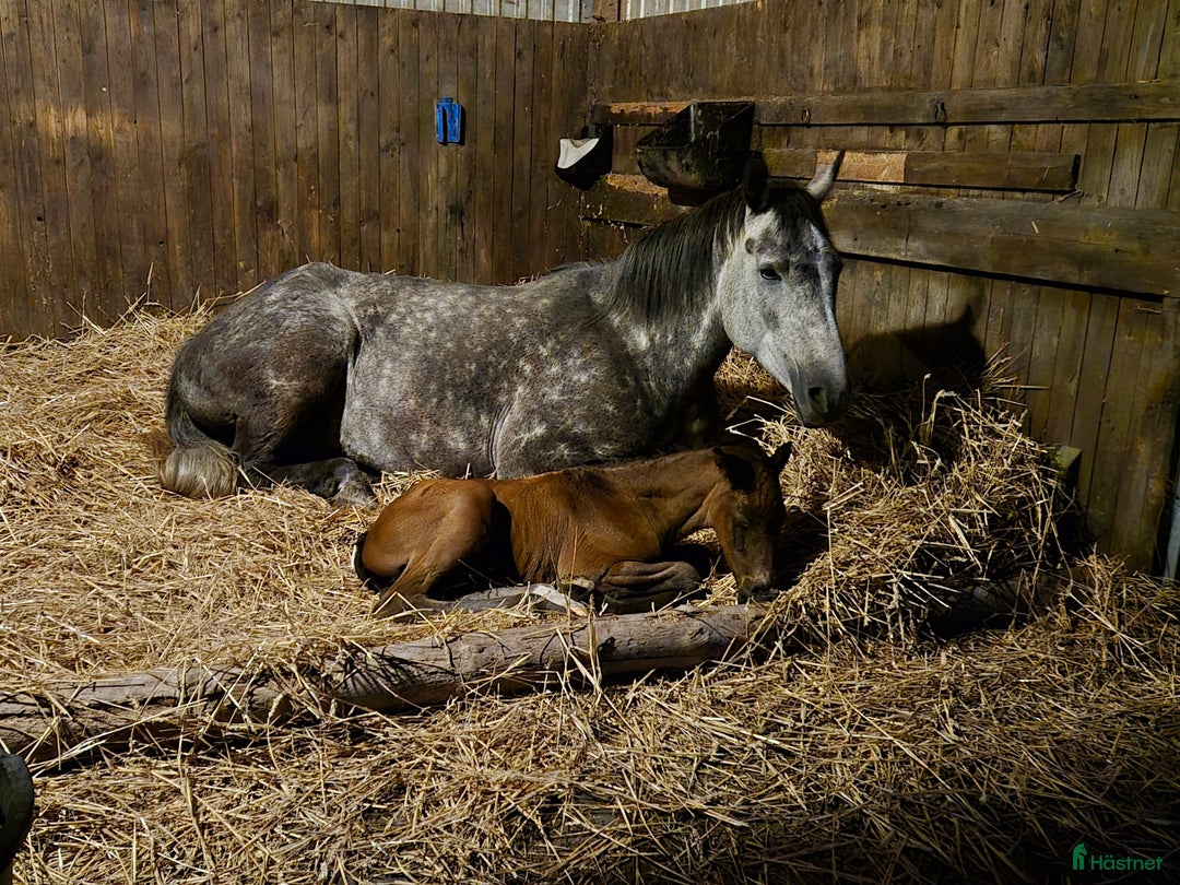 Hoppning hästar till salu: Ett hoppämne med idel topphingstar i stammen  i Norrtälje - Annons 2