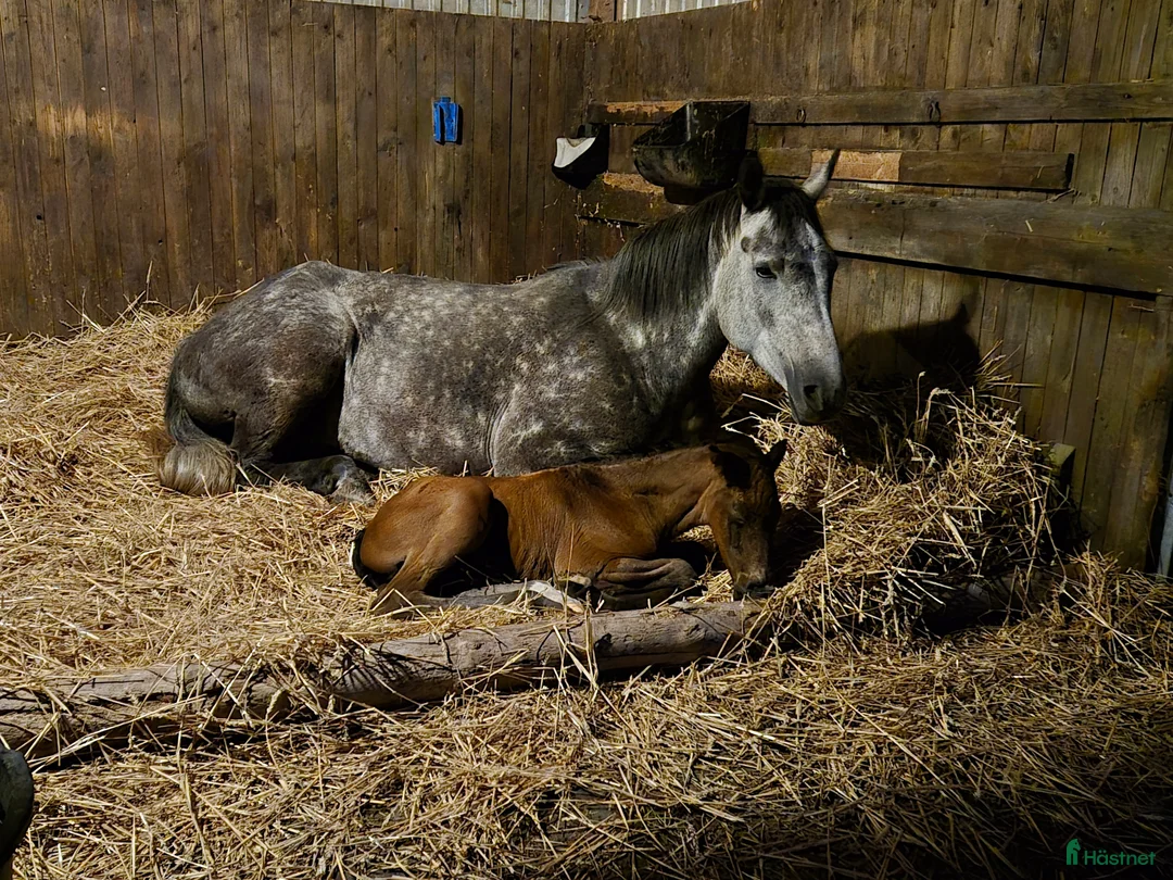 Hoppning hästar till salu: Ett hoppämne med idel topphingstar i stammen  i Norrtälje - Annons 2