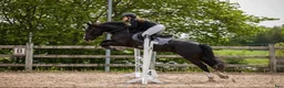 Allround hästar till salu: Irsk sportsponni selges! Allround!  i Mysen - Annons 6