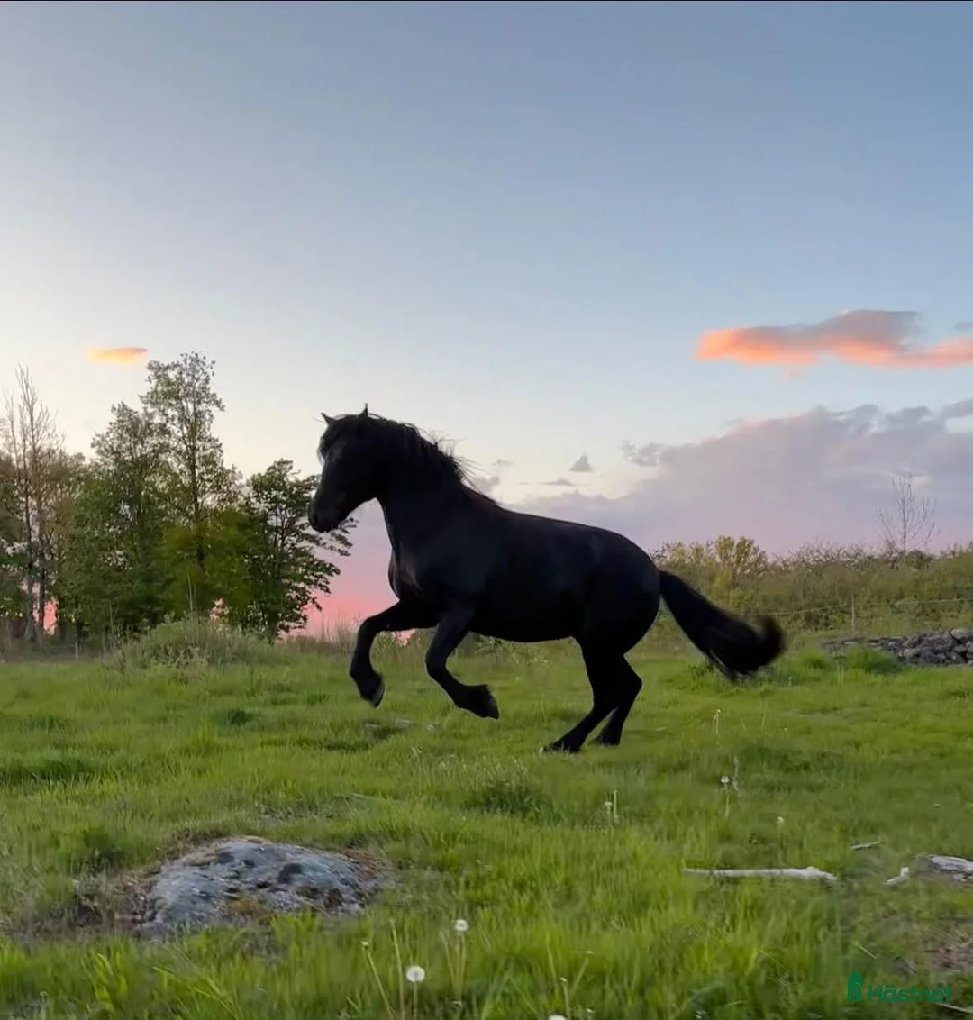 Allround hästar till salu: Kallblod söker fodervärd i Göteborg - Annons 6