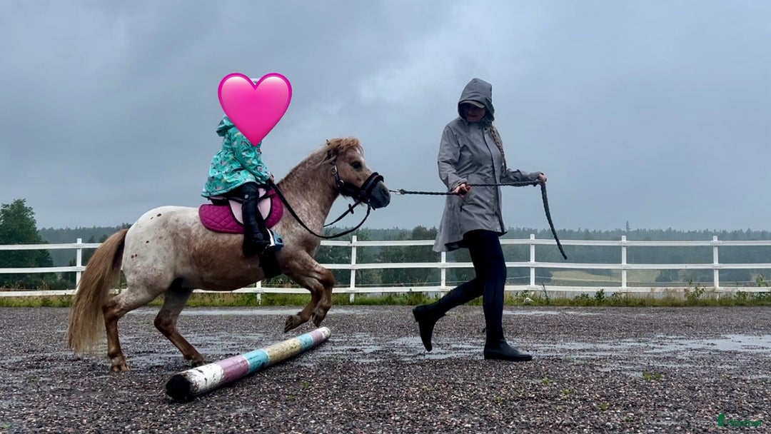 Allround hästar till salu: Rolig minikille i Nygård - Annons 4