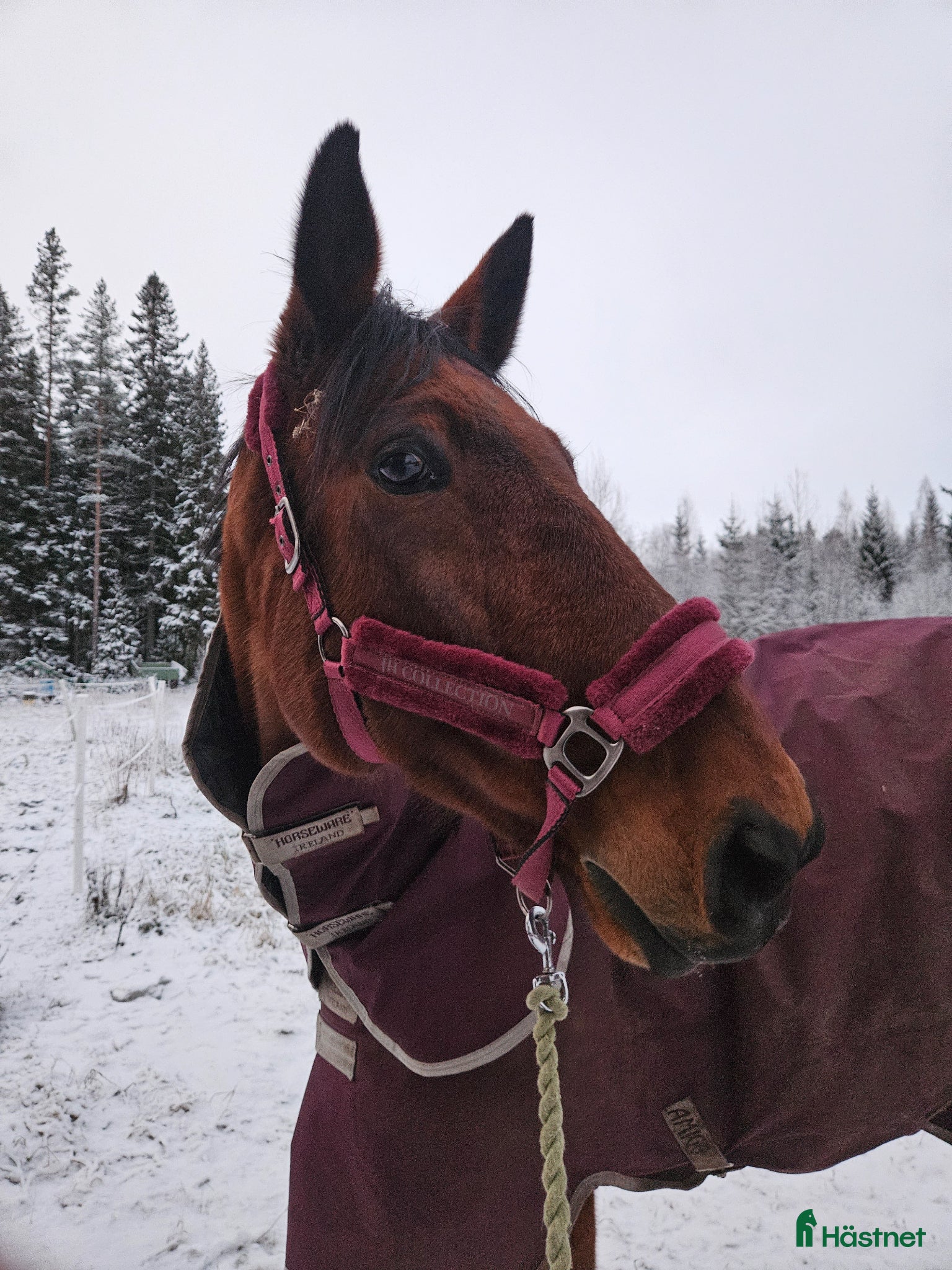  hästar KEFIR SÖKER NYTT - Annons 2