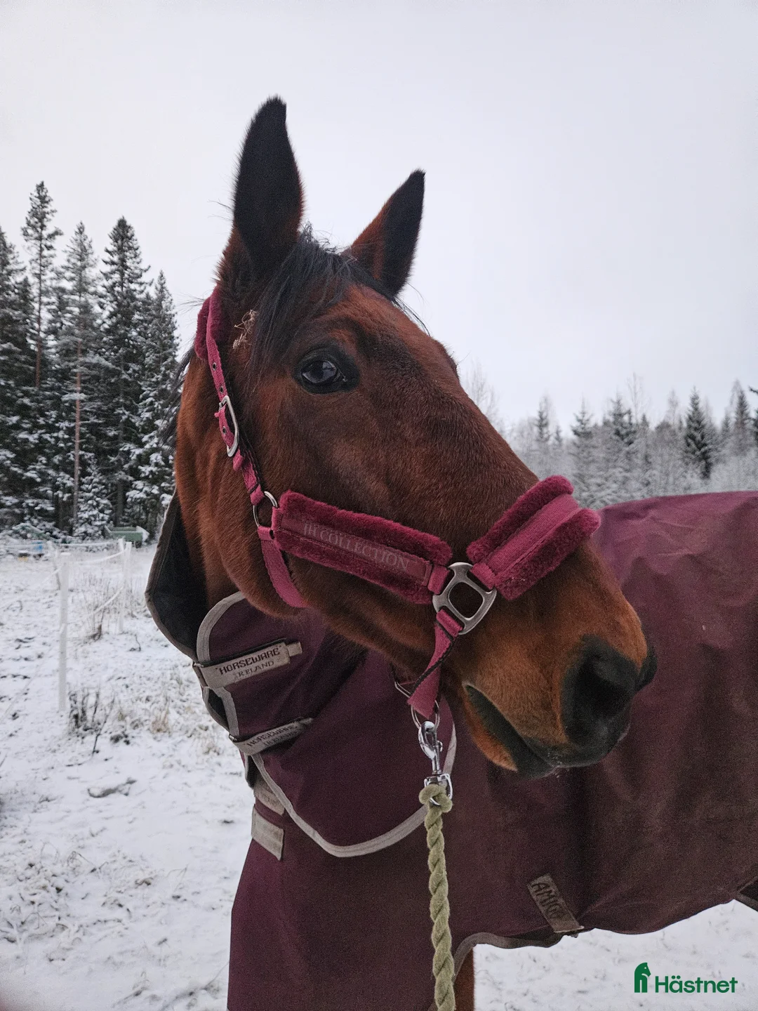 Allround hästar till salu: KEFIR SÖKER NYTT i Vännäs - Annons 2