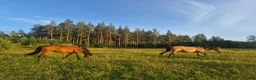 Allround hästar till salu: AMAZING VERSATILE PAIR 💝 - Annons 3