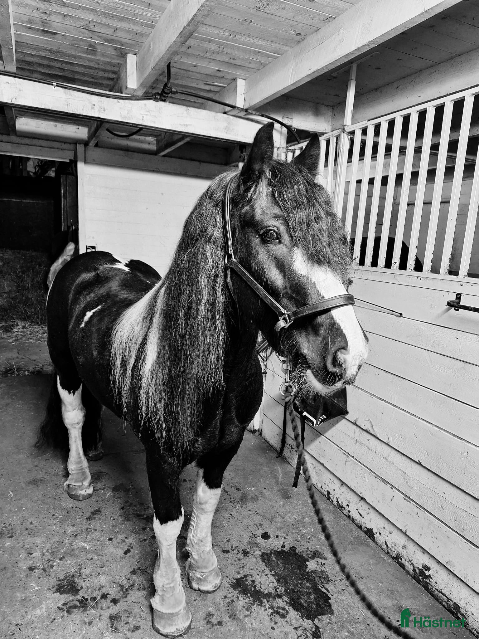 Allround hästar till salu: *reserverad*Verksamhet/hobby häst i Nybro - Annons 1