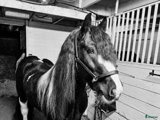 hästar *reserverad*Verksamhet/hobby häst i Nybro - Annons 15