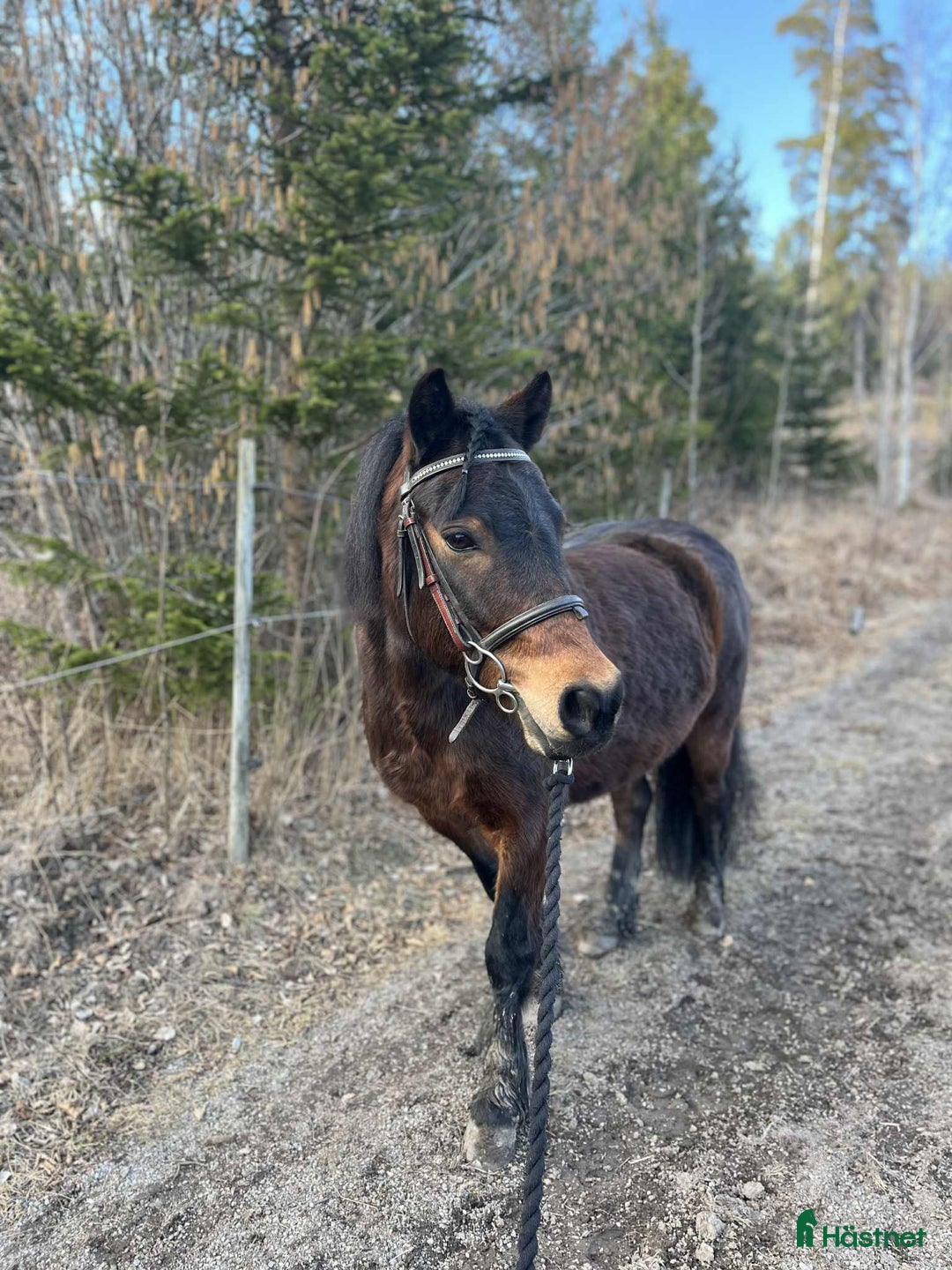 Allround hästar till salu: Snäll dartmoorponny söker nytt hem i Åkersberga - Annons 3