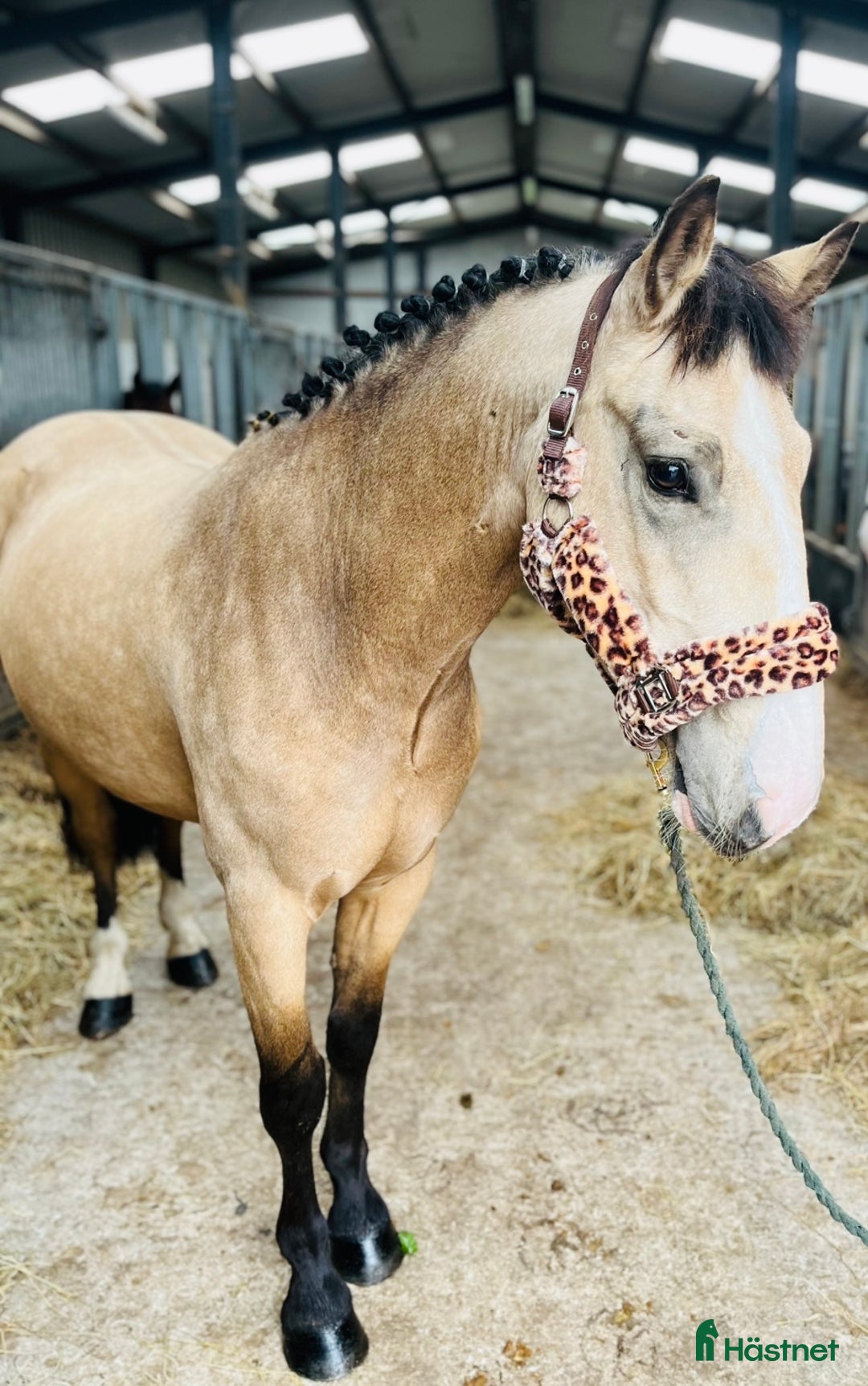 Allround hästar till salu: Gorgeous Dun Gelding i Ljungby - Annons 1