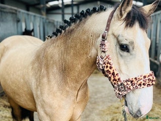 hästar Gorgeous Dun Gelding i Ljungby - Annons 8