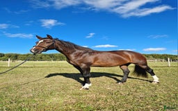 Allround hästar till salu: RESERVERAD!! Ridbart dräktigt sto i Eslöv - Annons 1