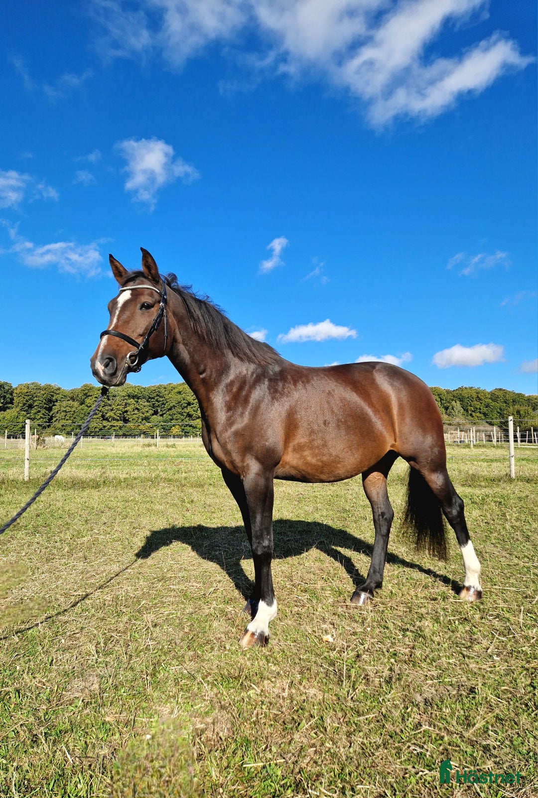 Allround hästar till salu: RESERVERAD!! Ridbart dräktigt sto i Eslöv - Annons 1