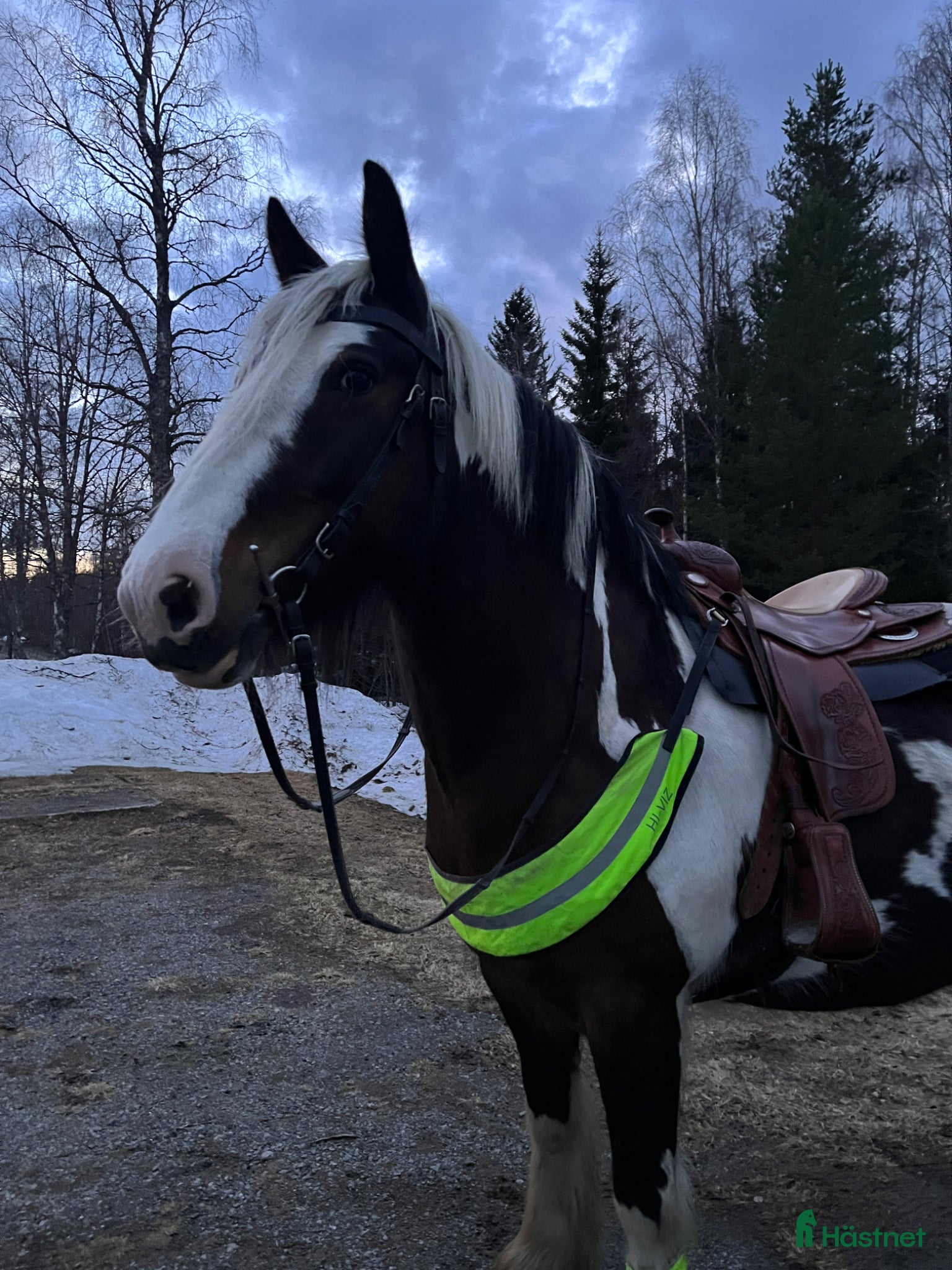  hästar Intressekoll - Annons 1