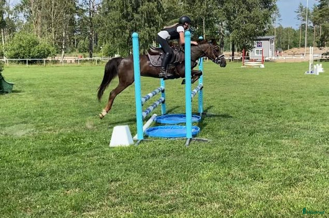 Hoppning hästar till salu: Fantastisk Läromästare  i Sävsjö - Annons 6