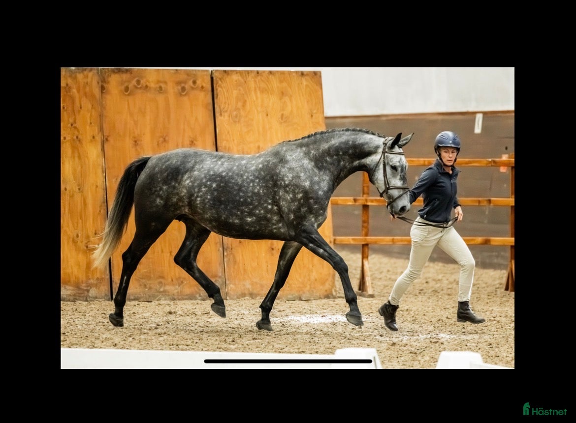  hästar Fint avelssto  - Annons 1