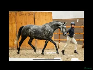 hästar Fint avelssto - Annons 1