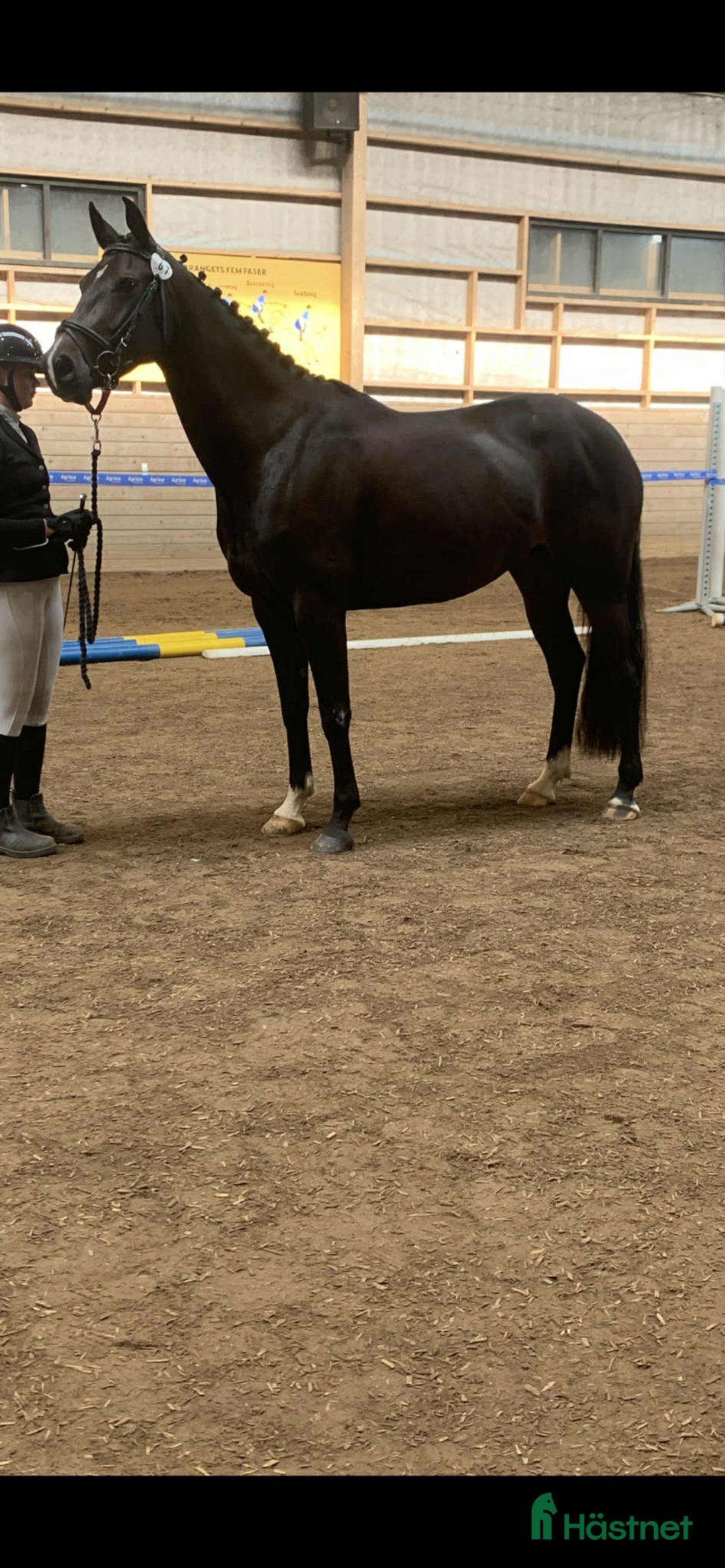 Allround hästar till salu: Vackert sto med framtiden framför sig! i Boxholm - Annons 2