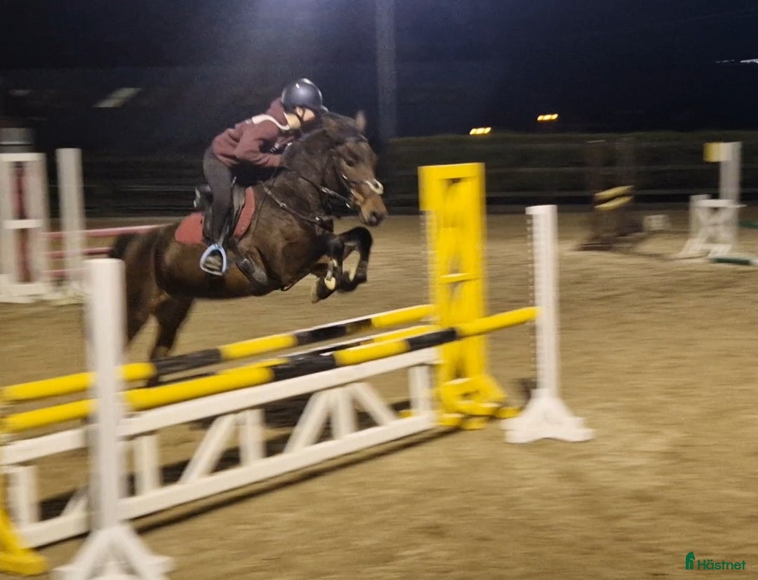 Hoppning hästar till salu: Amazing pony i Göteborg - Annons 7