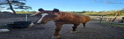  stallplats finnes: Lediga stallplats i Upplands Väsby  i Upplands Väsby - Annons 4