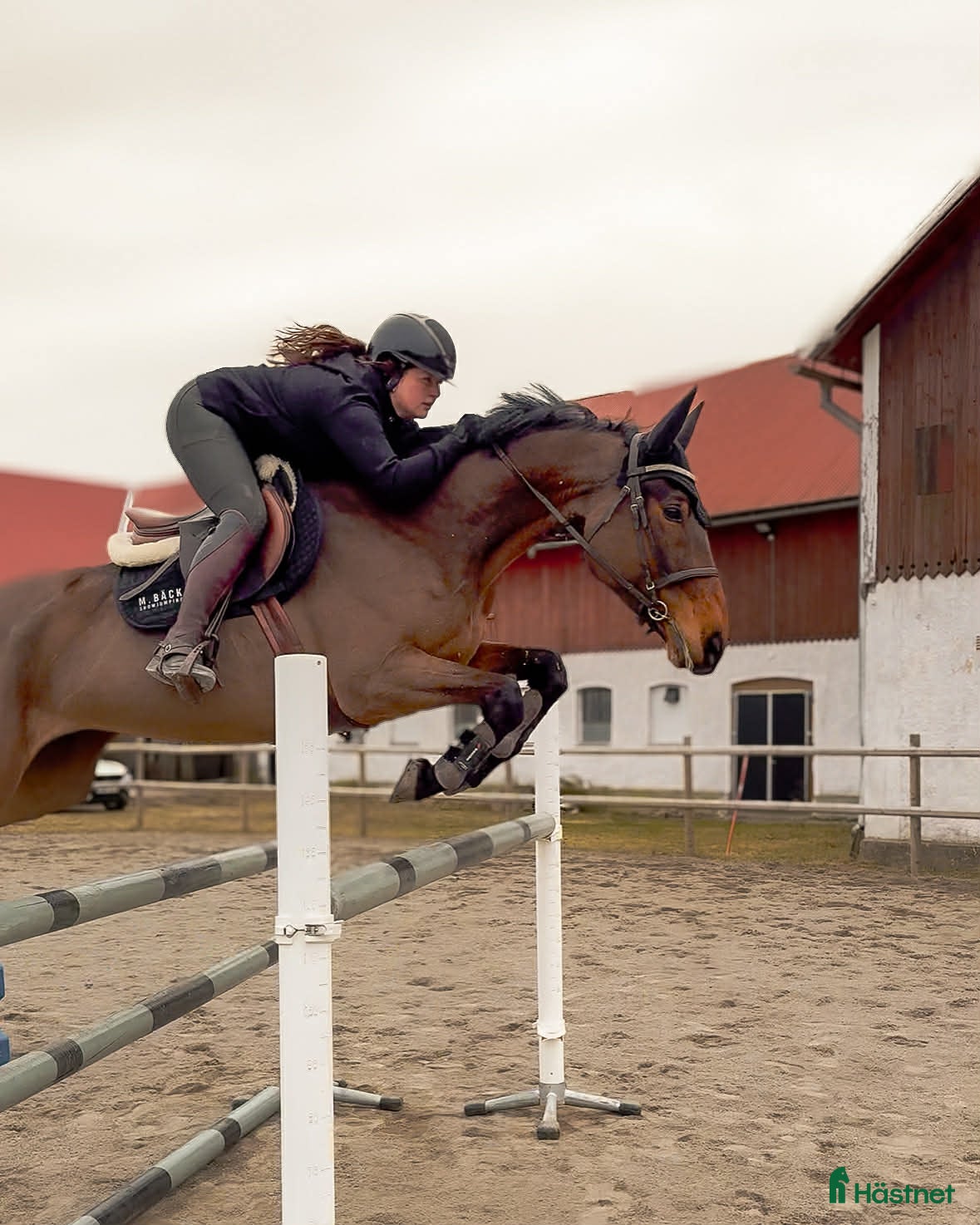  hästar Sportigt sto för de högre klasserna - Annons 3