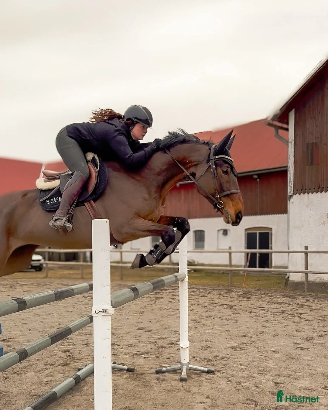 Hoppning hästar till salu: Sportigt sto för de högre klasserna - Annons 1