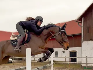 hästar Sportigt sto för de högre klasserna - Annons 3
