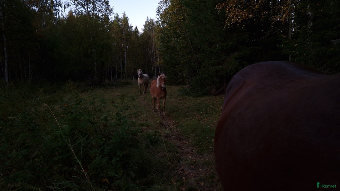 Allround hästar till salu: Tufft sto med potential i Svensbyn - Annons 3