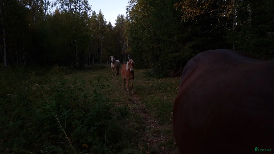 Allround hästar till salu: Tufft sto med potential i Svensbyn - Annons 3