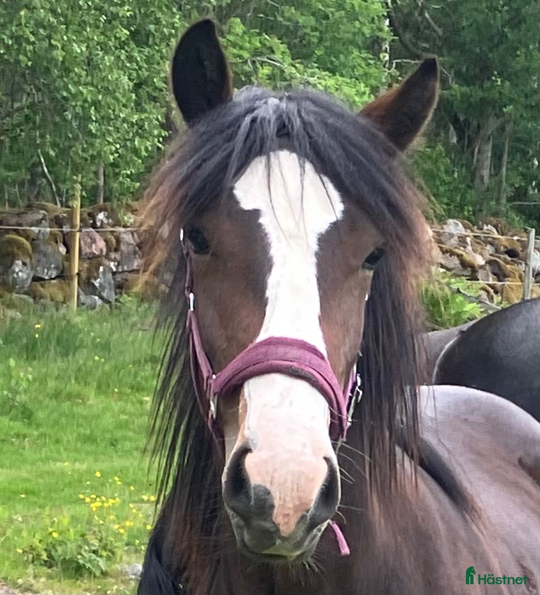  hästar Fint ettårssto - Annons 12