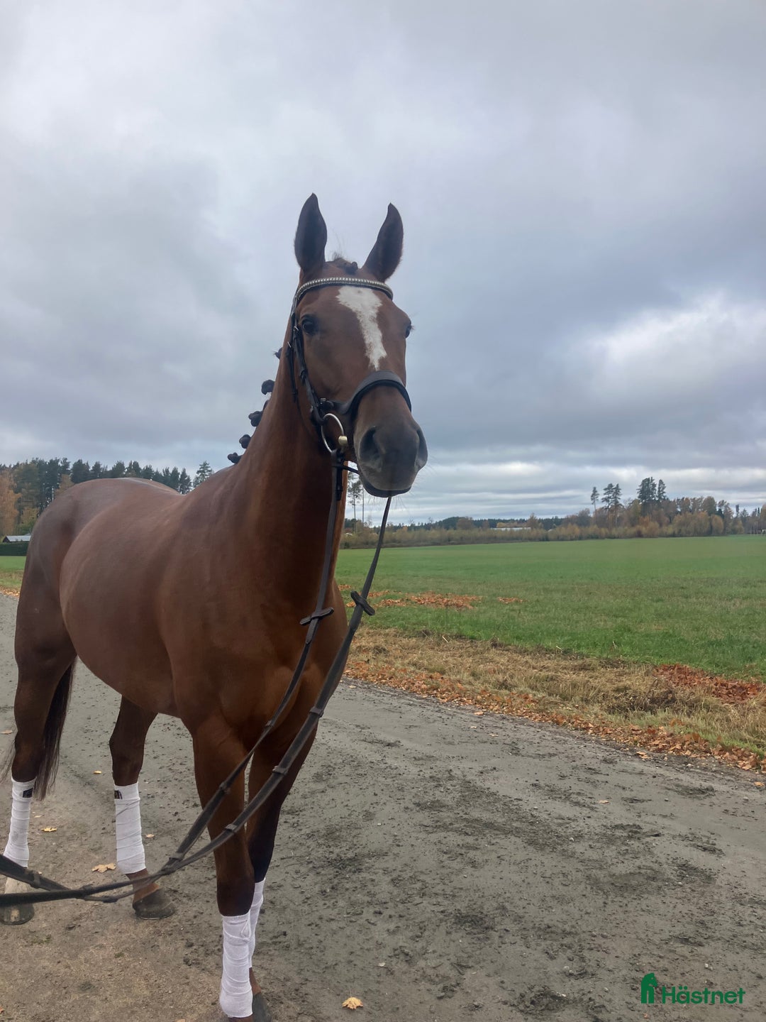 Allround hästar till salu: Fynd  i Skara - Annons 1