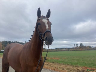 hästar Fynd i Skara - Annons 21