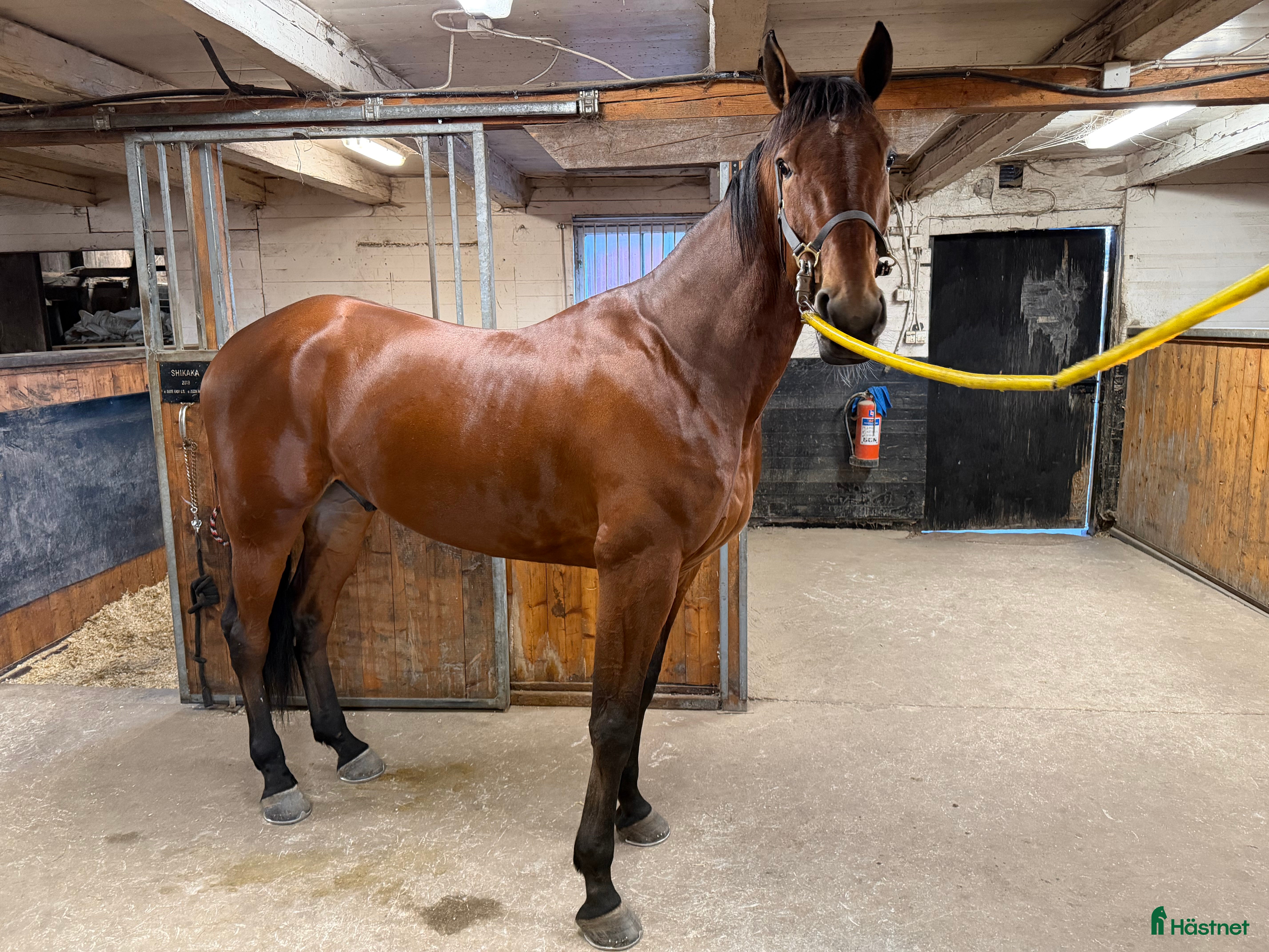  hästar Inriden 8årig valack  i Halmstad - Annons 11