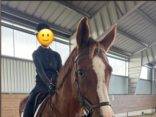 hästar Projekt säljes i Ängelholm - Annons 4