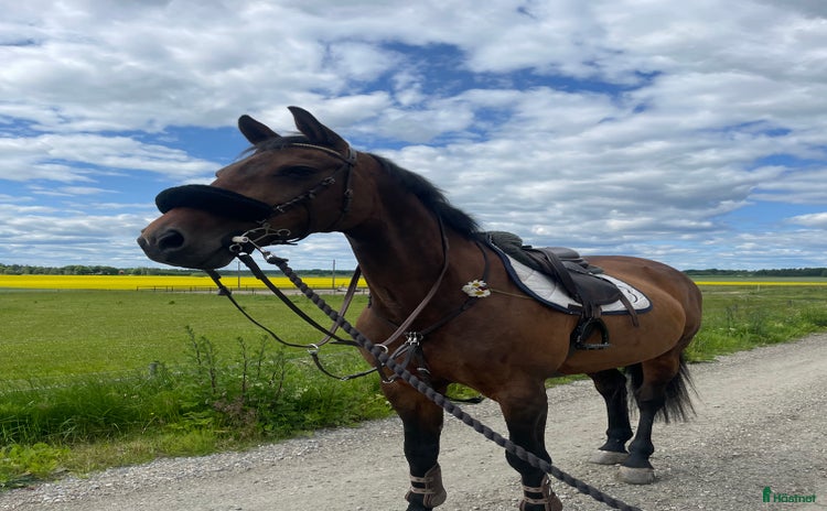  hästar i Köping - Annons 1
