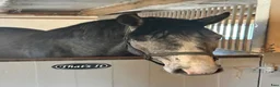 Allround hästar till salu: 3 årig Super  trevlig hingst - Annons 2